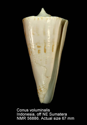 Conus voluminalis.jpg - Conus voluminalisReeve, 1843
